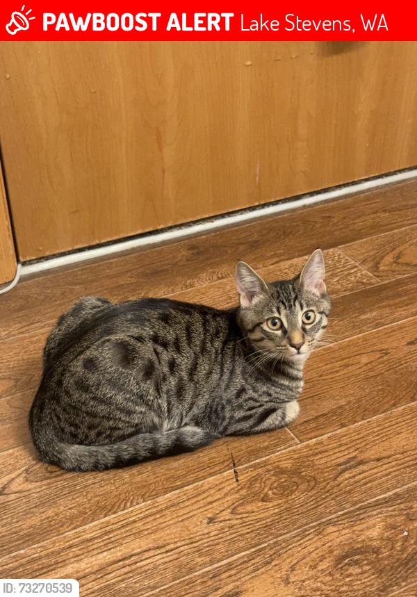 Lost Female Cat last seen La dirección en donde ella se salió está cerca de la ruta 9NE, north Davies veterinary hosp and Safeway, Lake Stevens, WA 98258