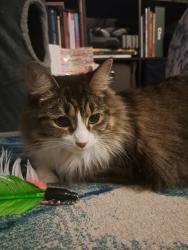 Lost Female Cat last seen Market, Portland, OR 97233