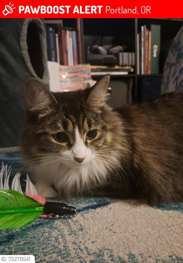 Lost Female Cat last seen Market, Portland, OR 97233