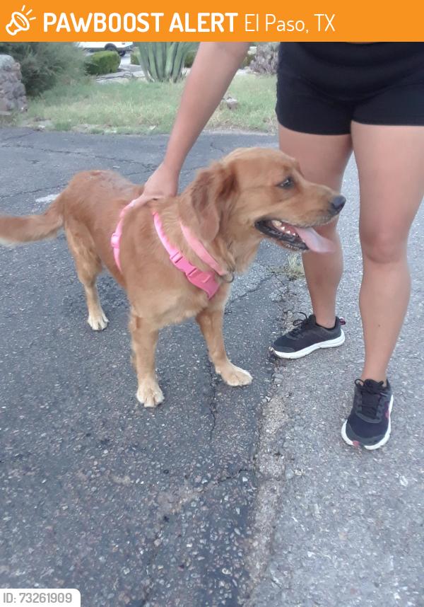 Found/Stray Female Dog last seen Titanic Ave. near Mesa Verde, El Paso, TX, El Paso, TX 79904