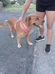 Found/Stray Female Dog last seen Titanic Ave. near Mesa Verde, El Paso, TX, El Paso, TX 79904