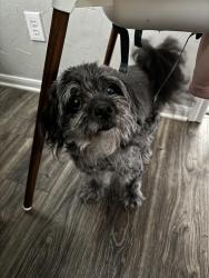 Reunited Male Dog last seen Gettysburg neighborhood, Tomball, TX 77377