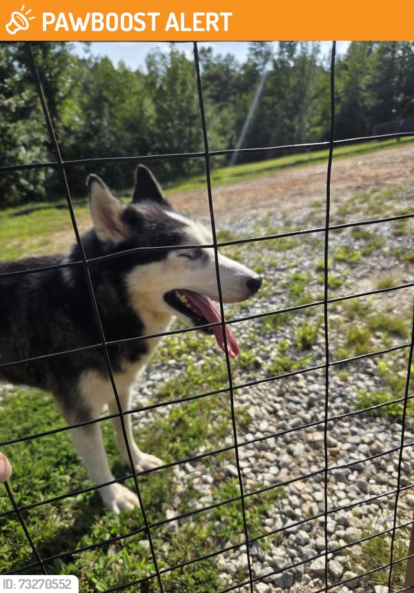 Found/Stray Male Dog last seen Old Boswell Rd, Greenville County, SC 29690