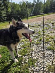 Found/Stray Male Dog last seen Old Boswell Rd, Greenville County, SC 29690