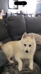 Found/Stray Male Dog last seen Bacchus Hwy and Old Bingham, Copperton, UT 84006