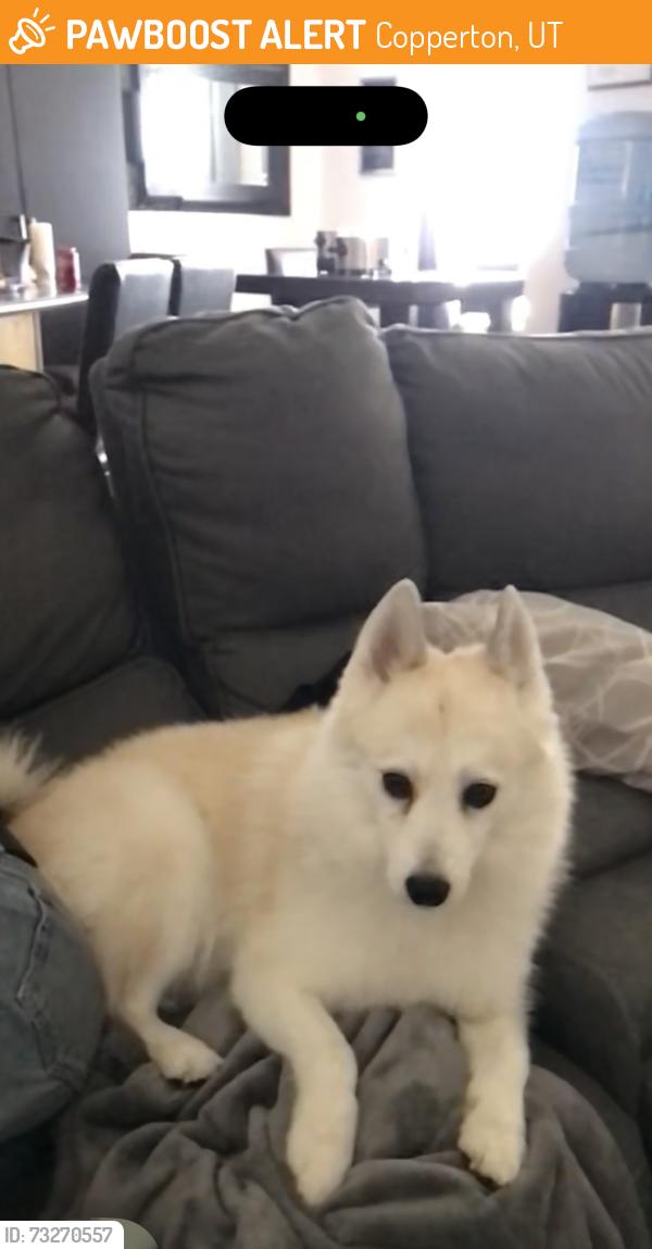 Found/Stray Male Dog last seen Bacchus Hwy and Old Bingham, Copperton, UT 84006