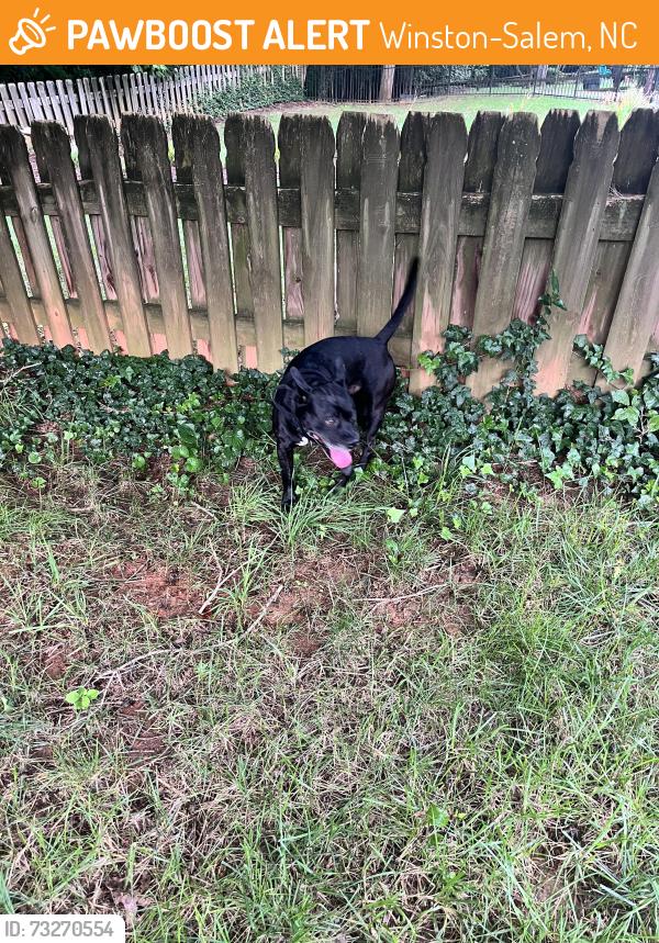Found/Stray Male Dog last seen Staffordshire and Hearthside, Winston-Salem, NC 27104