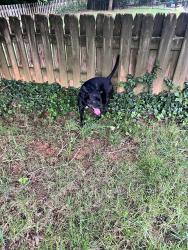 Found/Stray Male Dog last seen Staffordshire and Hearthside, Winston-Salem, NC 27104