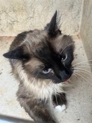 Shelter Stray Female Cat last seen Near BLOCK N MINNIE LN, OKLAHOMA CITY OK 73127, 2811 SE 29th St, Oklahoma City, OK 73129, USA