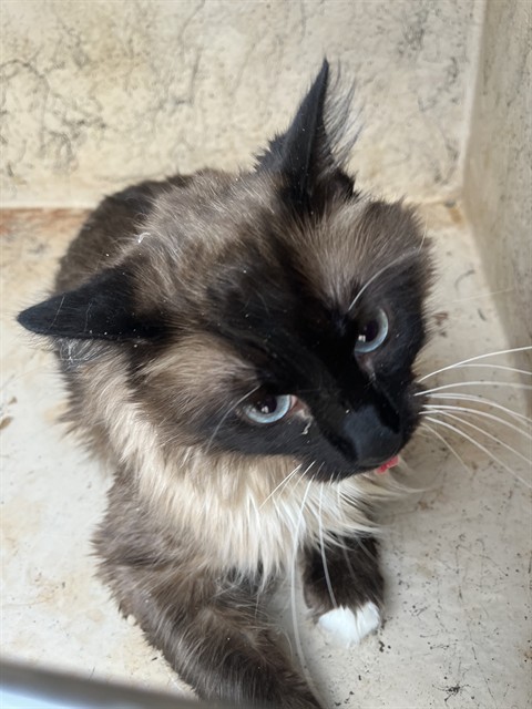 Shelter Stray Female Cat last seen Near BLOCK N MINNIE LN, OKLAHOMA CITY OK 73127, 2811 SE 29th St, Oklahoma City, OK 73129, USA