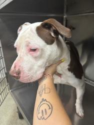 Shelter Stray Male Dog last seen , 2811 SE 29th St, Oklahoma City, OK 73129, USA