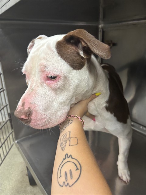 Shelter Stray Male Dog last seen , 2811 SE 29th St, Oklahoma City, OK 73129, USA