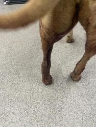 Shelter Stray Female Dog last seen BLACKSBURG RD, 1601 Airport Rd, Shelby, NC 28150, USA