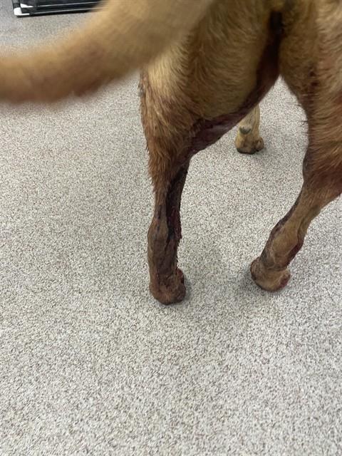 Shelter Stray Female Dog last seen BLACKSBURG RD, 1601 Airport Rd, Shelby, NC 28150, USA