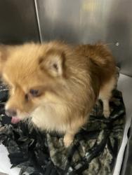 Shelter Stray Female Dog last seen BETTIS RD, 1601 Airport Rd, Shelby, NC 28150, USA