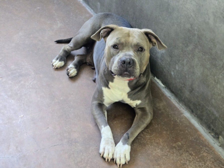Shelter Stray Female Dog last seen , 14409 Vanowen St, Van Nuys, CA 91405, USA