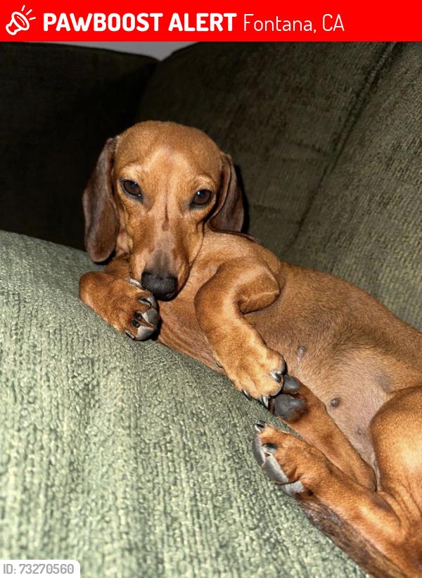 Lost Female Dog last seen Merrill, locust, alder, Fontana, CA 92335