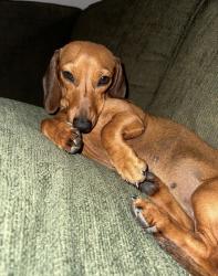 Lost Female Dog last seen Merrill, locust, alder, Fontana, CA 92335