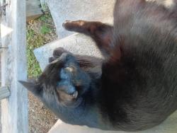 Lost Male Cat last seen owl street, Nashville, TN 37210