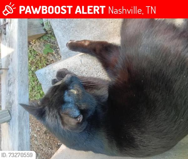 Lost Male Cat last seen owl street, Nashville, TN 37210