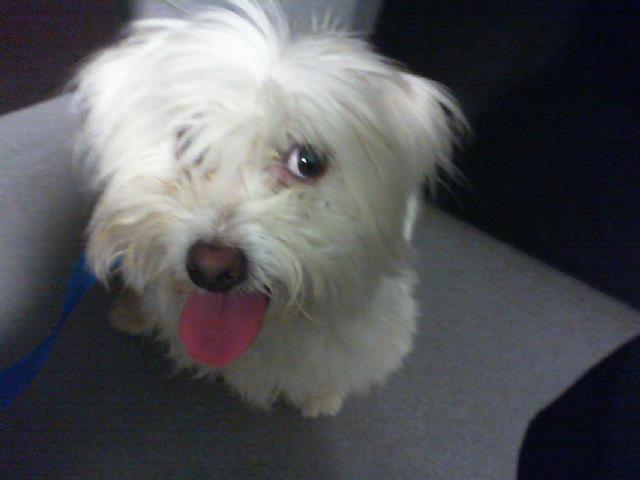 Shelter Stray Female Dog last seen CHARLOTTE, 8315 Byrum Dr, Charlotte, NC 28217, USA