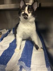 Shelter Stray Male Cat last seen , 11361 W Pico Blvd, Los Angeles, CA 90064, USA