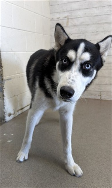 Shelter Stray Male Dog last seen CYPRESS & ARROW, 333 Chandler Pl, San Bernardino, CA 92408, USA