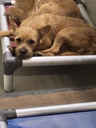 Shelter Stray Male Dog last seen Near BLOCK GOODMAN ST, BAKERSFIELD CA 93305, 3951 Fruitvale Ave, Bakersfield, CA 93308, USA
