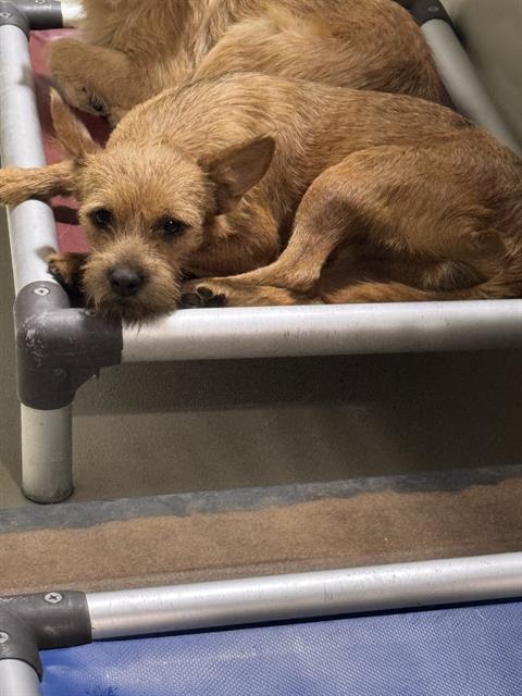 Shelter Stray Male Dog last seen Near BLOCK GOODMAN ST, BAKERSFIELD CA 93305, 3951 Fruitvale Ave, Bakersfield, CA 93308, USA