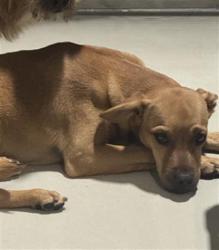 Shelter Stray Male Dog last seen Near BLOCK GOODMAN ST, BAKERSFIELD CA 93305, 3951 Fruitvale Ave, Bakersfield, CA 93308, USA