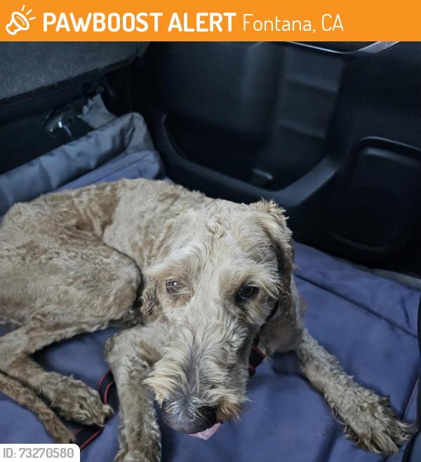 Found/Stray Male Dog last seen Daycreek and baseline, Fontana, CA 92336