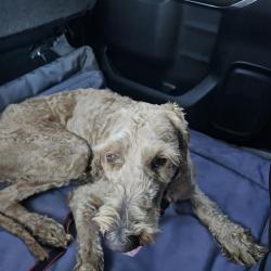 Found/Stray Male Dog last seen Daycreek and baseline, Fontana, CA 92336