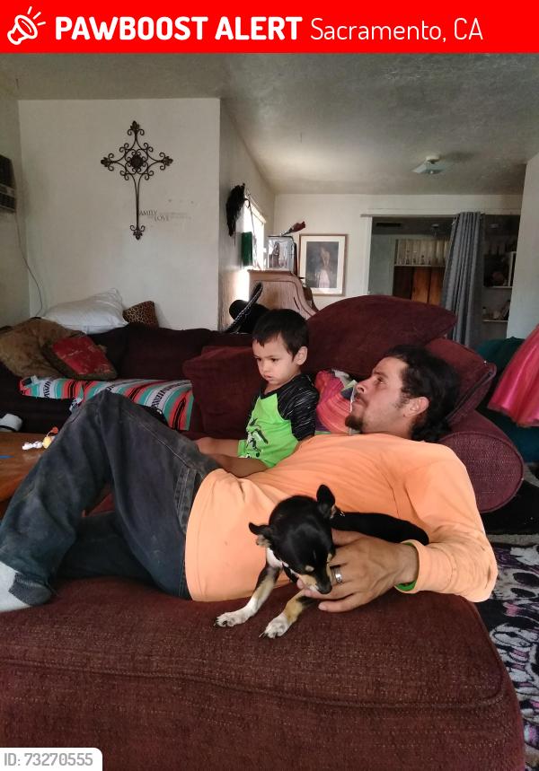 Lost Male Dog last seen 34th st, Sacramento, CA 95820