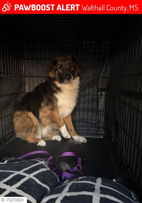 Lost Male Dog last seen New home Church Road / Jayess rd, Walthall County, MS 39641
