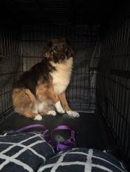 Lost Male Dog last seen New home Church Road / Jayess rd, Walthall County, MS 39641