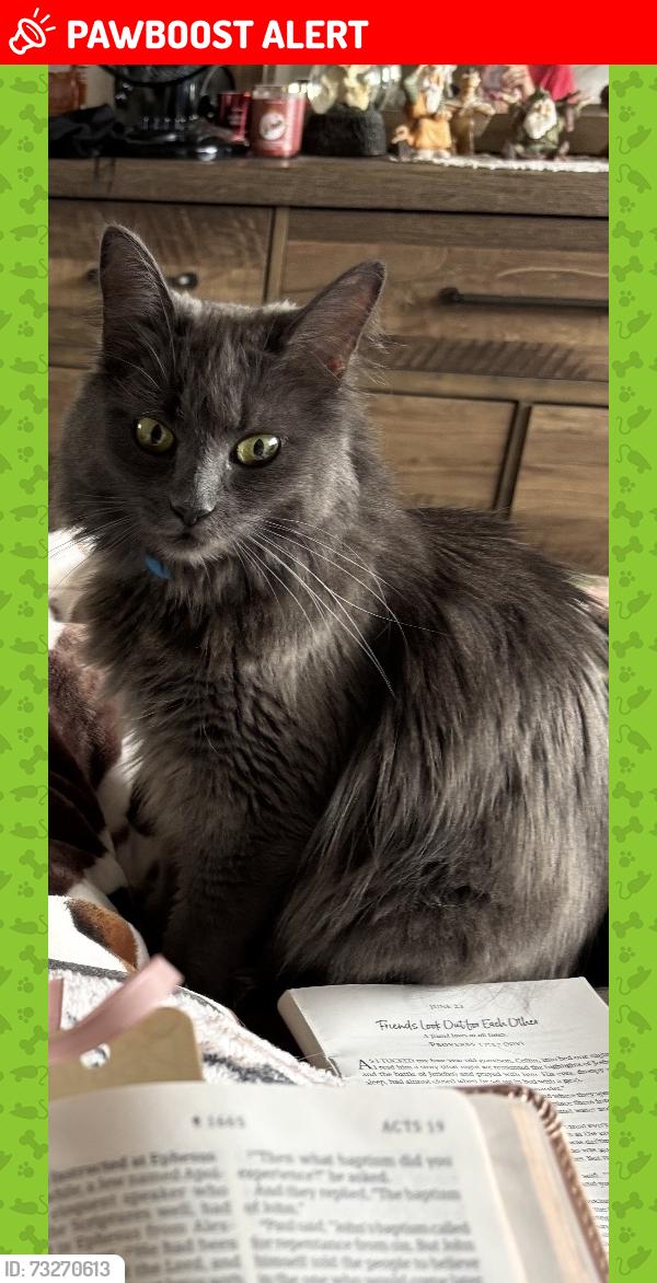 Lost Female Cat last seen Los Rios and Via Barcelona, San Juan Capistrano, CA 92675