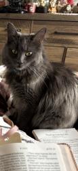 Lost Female Cat last seen Los Rios and Via Barcelona, San Juan Capistrano, CA 92675
