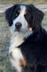 Reunited Female Dog last seen George Rogers Clark Park, Springfield, OH 45504