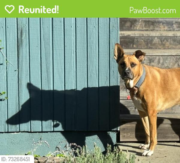 Reunited Male Dog last seen Grocery Outled San Pablo, CA, San Pablo, CA 94806