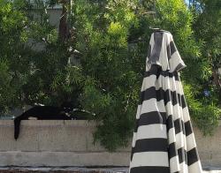 Lost Male Cat last seen Pauline Street and Adele. Lincoln and Cypress at Olive., Anaheim, CA 92805