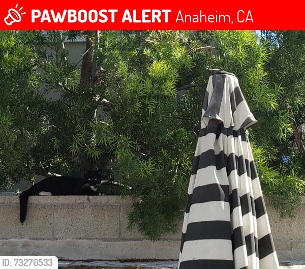 Lost Male Cat last seen Pauline Street and Adele. Lincoln and Cypress at Olive., Anaheim, CA 92805