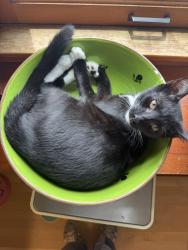 Reunited Male Cat last seen Near 31st St, San Diego, CA 92102, USA, San Diego, CA 92102