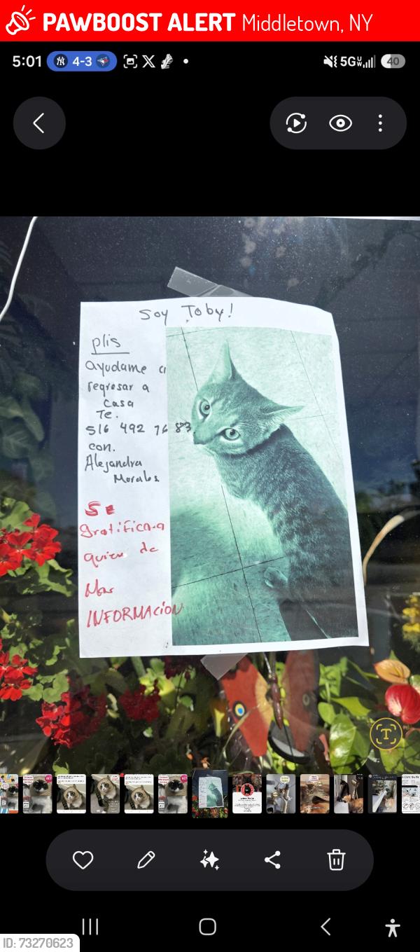 Lost Male Cat last seen Garcia's Supermarket, cross street Wisner Avenue, Middletown, NY 10940