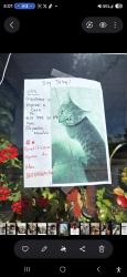 Lost Male Cat last seen Garcia's Supermarket, cross street Wisner Avenue, Middletown, NY 10940