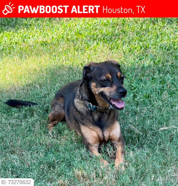 Lost Female Dog last seen Jason and Chimney Rock, Houston, TX 77096