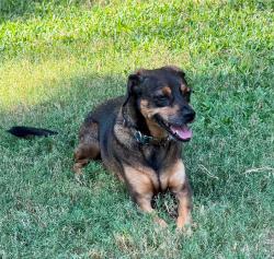 Lost Female Dog last seen Jason and Chimney Rock, Houston, TX 77096