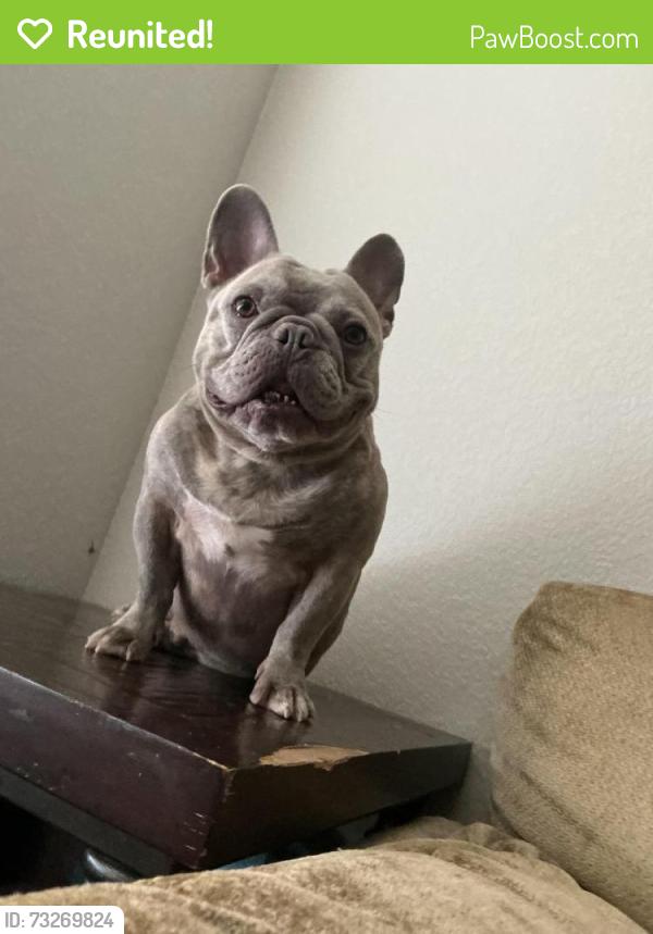 Reunited Male Dog last seen Waterport Ln, Bridgewater Meadow, TX 77449