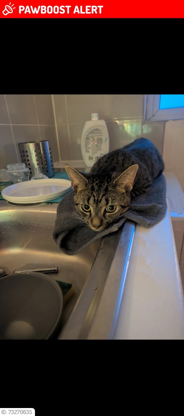 Lost Male Cat last seen Back garden Talke road, Red Street. Newcastle under lyme area, Red Street, England ST5 7AH