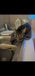 Lost Male Cat last seen Back garden Talke road, Red Street. Newcastle under lyme area, Red Street, England ST5 7AH
