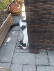 Found/Stray Female Cat last seen Burbank and Stansbury, Los Angeles, CA 91401